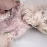 Un cane bianco con pelo arruffato mostra un'area arrossata e irritata sul fianco, segno di un forte prurito.