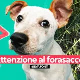 Attenzione al forasacco! Un cane curioso in mezzo all'erba alta, con un segnale di pericolo.