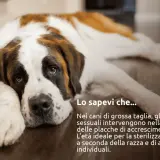 San Bernardo sdraiato, con testo informativo sulla sterilizzazione cane femmina e l'età ideale per l'intervento.