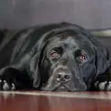 Un cane nero con sguardo triste, sdraiato a terra. Potrebbe mostrare sintomi di cane depresso.
