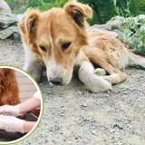 A sad-looking dog lies on the ground while a close-up shows a paw being bandaged.