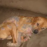 Cane con evidenti lesioni cutanee e perdita di pelo, probabile demodicosi. Riposa su un divano marrone.