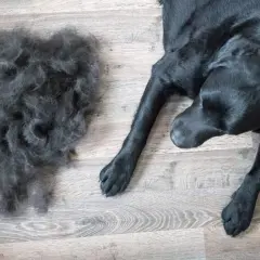 Un cane nero giace su un pavimento di legno accanto a un mucchio di pelo perso durante la muta.