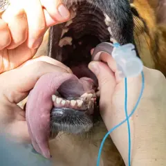 Veterinario esamina la bocca di un cane per valutare il costo intervento collasso tracheale cane.