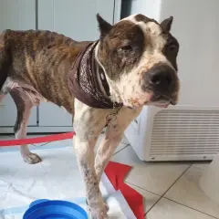 Cane magro con leishmaniosi, zoppica visibilmente. Ha un foulard al collo e un collare elisabettiano vicino.