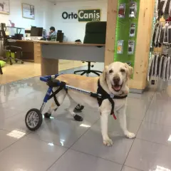 Un cane paralizzato all'improvviso, un labrador sorridente, si muove con un carrellino.