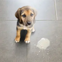 Un cucciolo guarda con occhi dolci, seduto accanto a una pozza di liquido. Sembra che il cane vomita acqua, ma è solo un piccolo incidente.