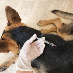 Veterinario somministra iniezione a cane pastore tedesco, forse per trattare i sintomi della leptospirosi.