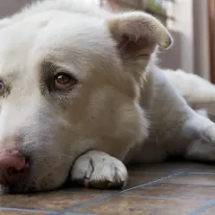 Un cane bianco, con occhi tristi, si lamenta quando si sdraia sul pavimento piastrellato.