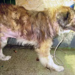 Cane con pelo diradato e pelle arrossata, segni evidenti di leishmaniosi.