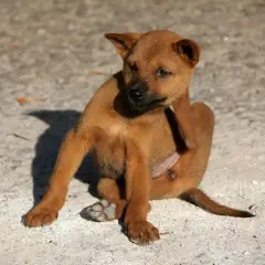 Un cucciolo marrone si gratta, forse infastidito da piatti insetti piccolissimi neri sul cane.