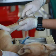 Mani guantate somministrano un'iniezione a un cane, parte di un trattamento di chemioterapia per cani.
