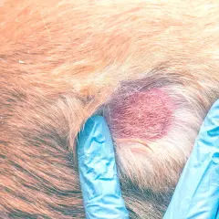 Mani guantate esaminano un'area arrossata con crosticine sul pelo di un cane.