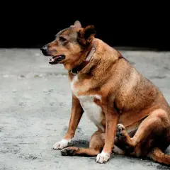 Cane con aria nella pancia, forse cerca rimedi naturali per il gonfiore.