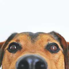 Occhi dolci e un naso umido, questo cane sembra soffrire di una leggera paresi facciale, ma il suo sguardo è pieno di curiosità.