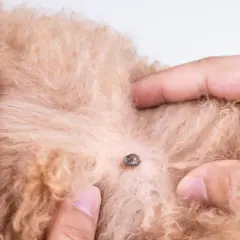Una zecca è attaccata al pelo di un cane. Si discute di rimedi naturali, come l'aceto contro le zecche, per proteggere il tuo animale domestico.