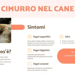 Primo piano del tartufo di un cane, con testo che descrive i sintomi del cimurro canino, una malattia virale contagiosa.