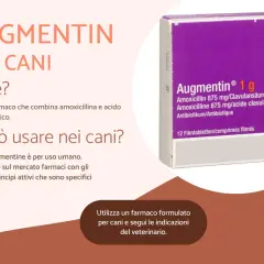 Augmentin per cani: farmaco combinato per infezioni cutanee. Non usare Augmentin umano, ma cerca formulazioni veterinarie specifiche.