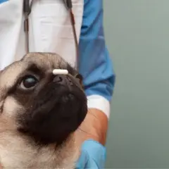 Un simpatico carlino con una pillola sul naso, in attesa che l'antibiotico cane dopo quanto fa effetto.