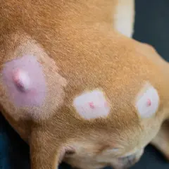 Primo piano di un cane con cisti sebacea visibile sulla pelle. Aree depilate e arrossate intorno alle lesioni.