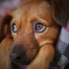 Occhi dolci di un cane marrone, forse un po' confuso dopo un sovradosaggio di fermenti lattici. Riposa su una coperta a quadri.