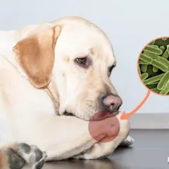 Cane con segno rosso su zampa, zoom su batteri. Possibile osteomielite cane.