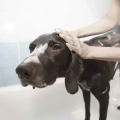 Mani insaponate lavano un cane marrone nella vasca da bagno, usando acqua fredda per pulirlo.