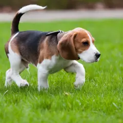 Un beagle corre sull'erba, il mio cane zoppica ma corre con gioia, la sua coda bianca si alza fiera.
