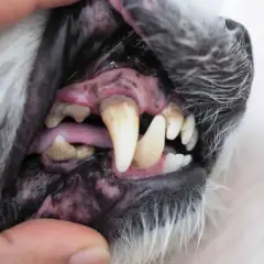 Gengive nere cane morte, denti ingialliti e malati. Un quadro preoccupante per la salute orale del cane.