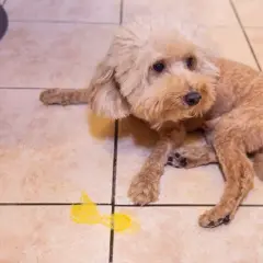 Un barboncino marrone con nausea, accanto a un vomito giallo. Si cercano rimedi per il cane.