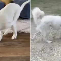 Cane bianco con evidente difficoltà motoria, forse una paralisi gambe improvvisa. Si muove con fatica su un tappeto e poi su ghiaia.