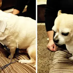 Cane con elettrodi per terapia, forse per una lussazione zampa posteriore.