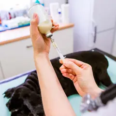 Mani di veterinario preparano una siringa con un farmaco per un cane con spondilosi, per alleviare il suo dolore.