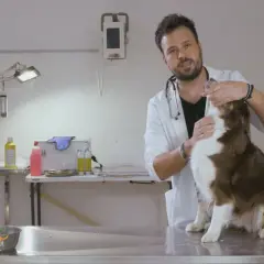 Veterinario tenta di dare una pastiglia a un cane marrone e bianco, ma il cane sputa la pastiglia.