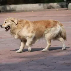 Golden retriever con zampa gonfia cane cammina su un marciapiede di mattoni rossi, con la bocca aperta e la lingua fuori.