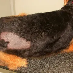 Un cane spelacchiato con chiazze di pelle visibile sul fianco. Indossa un collare rosso.