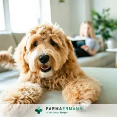 Un cane felice sul divano, mentre una persona legge. Scopri come eliminare le pulci in modo naturale per il tuo amico a quattro zampe.