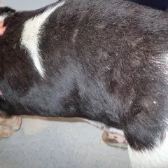 Mano che accarezza il pelo scuro di un cane, evidenziando la pelle secca e squamosa.