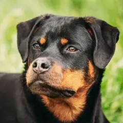 Primo piano di un rottweiler con occhi attenti, forse preoccupati per la leishmaniosi.