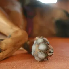 Primo piano dei polpastrelli di un cane, attenzione alle malattie che possono colpirli.