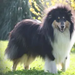 Collie tricolore con folta pelliccia, in piedi sull'erba. Un cane che potrebbe essere affetto da dermatomiosite, ma che appare in salute.