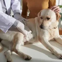 Veterinario esamina un cane con possibili problemi intestinali. Il cane è sdraiato su un tavolo, mentre il veterinario gli tocca l'addome.