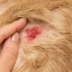 Dermatite acuta umida, un **hot spot cane**, visibile sulla pelliccia chiara.