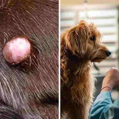 Primo piano di escrescenze su un cane anziano, accanto a un cane dal pelo lungo che guarda un veterinario.