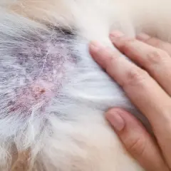 Pelle arrossata e irritata su un cane, possibile segno di malassezia. Si cercano rimedi naturali per il cane.
