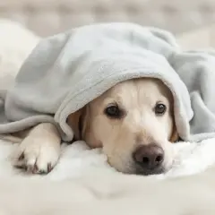 Un cane con tosse nel cane a riposo, avvolto in una coperta grigia, con un'espressione un po' malinconica.