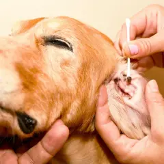 Un cane golden retriever riceve una terapia per gli acari delle orecchie, con un cotton fioc che pulisce delicatamente il canale uditivo.