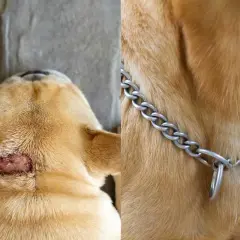 Primo piano del collo di un cane con una lesione cutanea, forse una cisti dermoide cane. A destra, il pelo dorato e una collana a catena.
