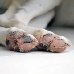 Zampe di un cane con cuscinetti rosa e pelo morbido, pronte per una passeggiata.