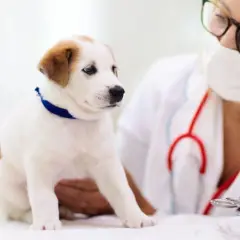 Cucciolo bianco con macchie marroni dal veterinario per un controllo sul criptorchidismo cane.